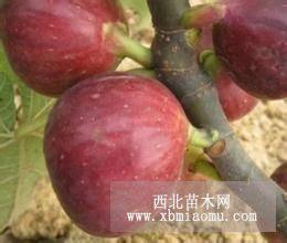 無(wú)花果樹(shù)苗