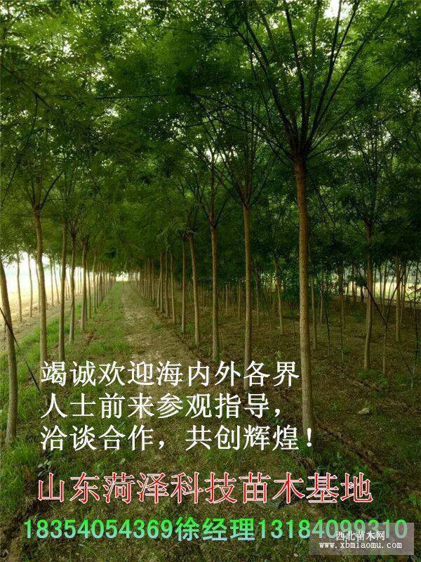 9公分白蜡价格