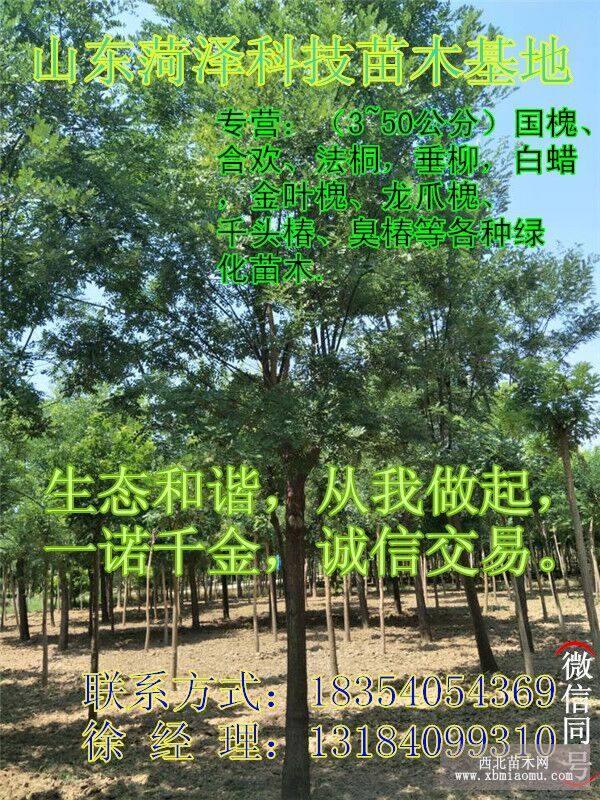 20公分白蜡价格