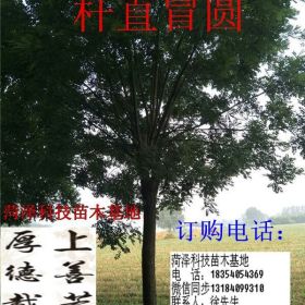 8公分垂柳价格图片