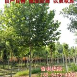 18公分垂柳價格種植方法