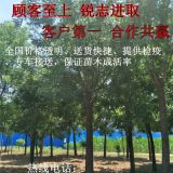 6公分國槐價格種植技術(shù)