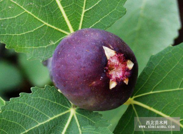 山東無(wú)花果樹苗