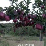 洛陽(yáng)花椒苗批發(fā)