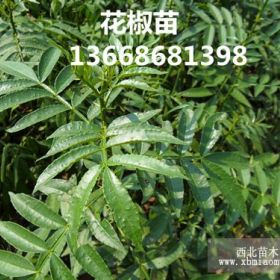 大红袍花椒苗 狮子头花椒苗