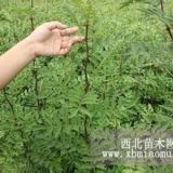 山西花椒苗多少钱？山西花椒苗多少钱一棵？