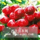 鈣果苗價(jià)格!!!中華鈣果苗價(jià)格？