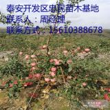 矮化苹果苗什么价格 矮化苹果苗批发基地