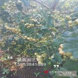 甜紅子山楂樹苗哪里有 3公分山楂樹苗多少錢一棵 3公分山楂樹