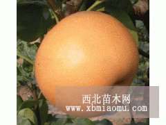 梨樹(shù)苗