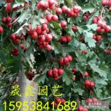 3公分山楂樹(shù)苗哪里有 甜紅子接穗多少錢(qián) 哪里賣(mài)3公分山楂樹(shù)