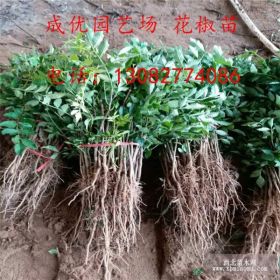 山东花椒苗多少钱一棵 供应优质花椒树苗 花椒树苗2017年价