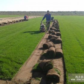 燈塔草坪基地價格哪家好