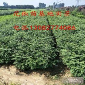 花椒苗多少钱 花椒苗新品种 花椒苗哪里比较多 哪里有便宜花椒