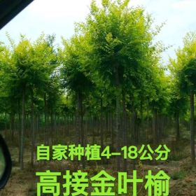 金葉榆大葉垂榆紅葉榆金枝槐金葉槐龍爪槐西府海棠