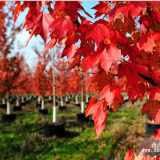 麗水美國(guó)紅楓苗 大規(guī)格紅楓的繁育前景及培育