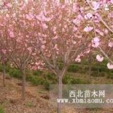 2017年櫻花價(jià)格 南京櫻花價(jià)格