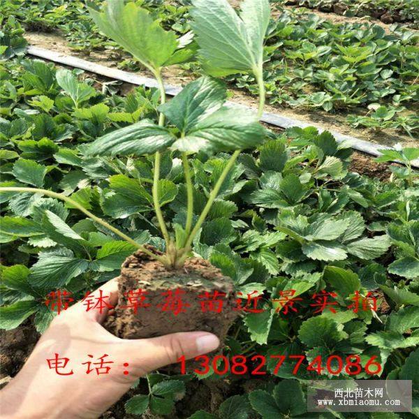 紅顏草莓苗價(jià)格