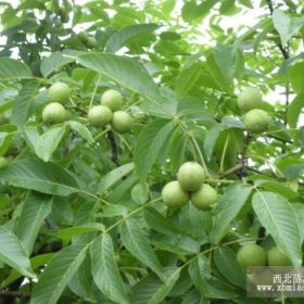 皂角苗价格=山西皂角苗价格=大刺皂角苗价格