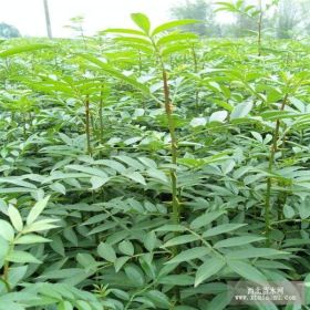 花椒苗哪里好，花椒苗哪里成活率高