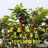 什么櫻桃樹(shù)苗早熟 哪里賣(mài)櫻桃樹(shù)苗 3公分櫻桃樹(shù)苗哪里有價(jià)格