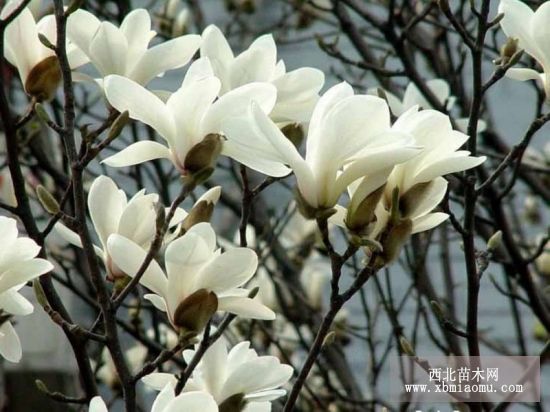 玉蘭花白如玉,花香似蘭,其樹型魁偉,高