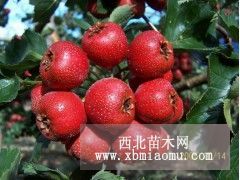 甜紅籽山楂苗市場價格