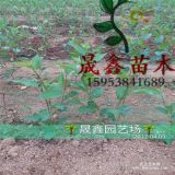 櫻桃苗基地價格多少錢一棵 櫻桃苗基地價格 櫻桃苗畝產(chǎn)量多少