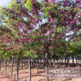 香花槐价格—嫁接香花槐报价—河北香花槐基地