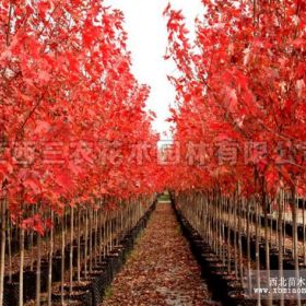 江蘇、浙江美國紅楓基地-十月光輝紅楓報價 運輸 種植方法