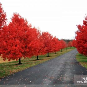 南京、無錫、徐州美國紅楓基地品種區(qū)別 美國紅楓批發(fā)