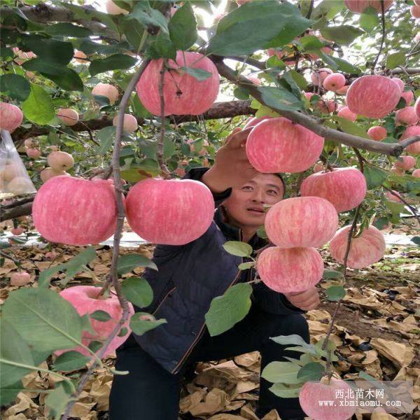 烟富8号苹果苗