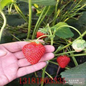 江蘇草莓苗批發(fā)價(jià)格|紅顏0.5法蘭地0.4