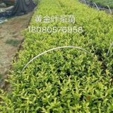 云南大葉種茶苗 大葉茶樹苗基地