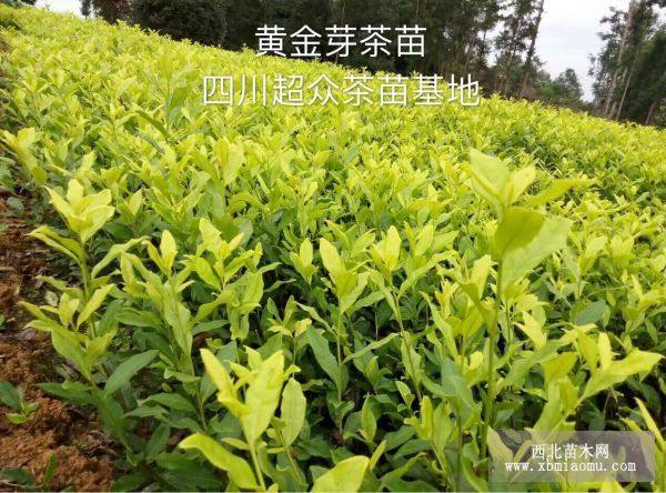 云南大葉種茶