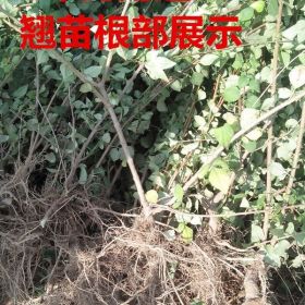 连翘苗1亩地种植多少棵?连翘苗多少钱一棵？