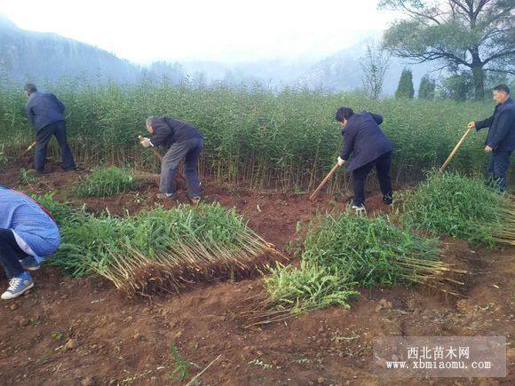 一年皂角苗价格