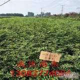 大紅袍花椒苗多少錢(qián)一株、哪里出售花椒苗