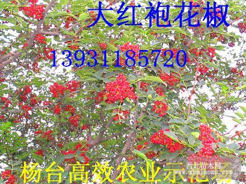 花椒樹苗種植技術(shù)