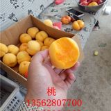 油桃樹(shù)苗哪里多 中油4號(hào)油桃樹(shù)苗 黃油桃苗品種