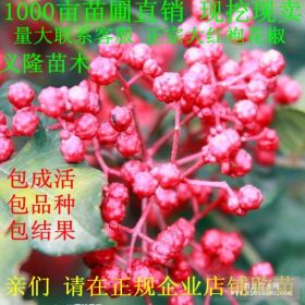 出售花椒苗 花椒苗 花椒苗价格