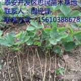 妙香7号草莓苗 妙香7号草莓苗批发