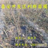 石榴樹苗出售 石榴樹苗基地 石榴樹苗批發(fā)價(jià)格