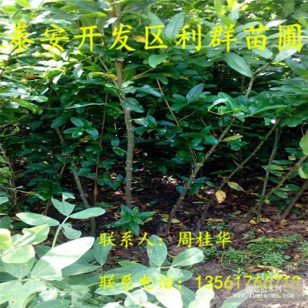 軟籽石榴樹(shù)苗