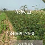 山西絳縣花椒苗產(chǎn)地直銷=絳縣1-2年花椒苗價格