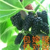 湖州果桑苗價(jià)格_湖州桑葚苗價(jià)格_湖州桑樹價(jià)格_勤勤果桑供