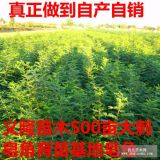 大刺皂角苗價格=大刺皂角苗價格