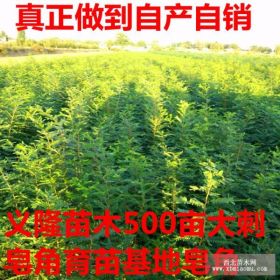 大刺皂角苗价格=大刺皂角苗价格