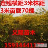 2年连翘苗价格！！！2年连翘苗价格？、？