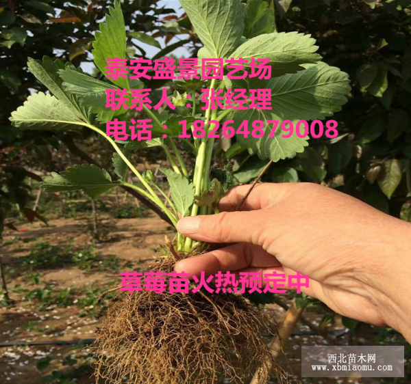 草莓苗批发价格